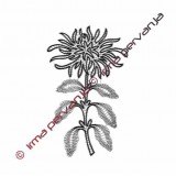 502501 - Chrysantheme - 25 cm