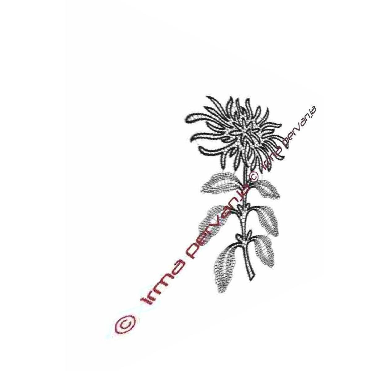502501 - Chrysantheme - 25 cm
